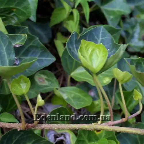 Изображение Плющ обыкновенный - Hedera helix