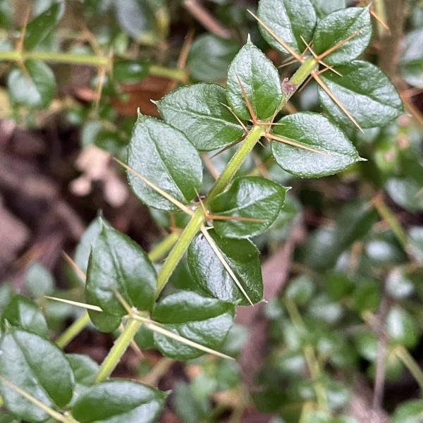 Изображение Рафитамнус колючий - Rhaphithamnus spinosus 