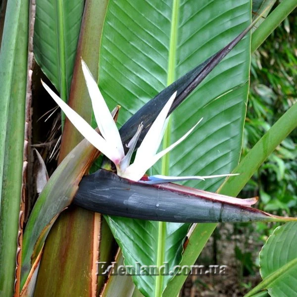 Изображение Стрелиция Николая  - Strelitzia nicolai 