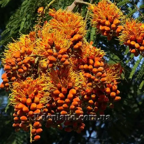 Зображення Кольвілея кістиста - Colvillea racemose