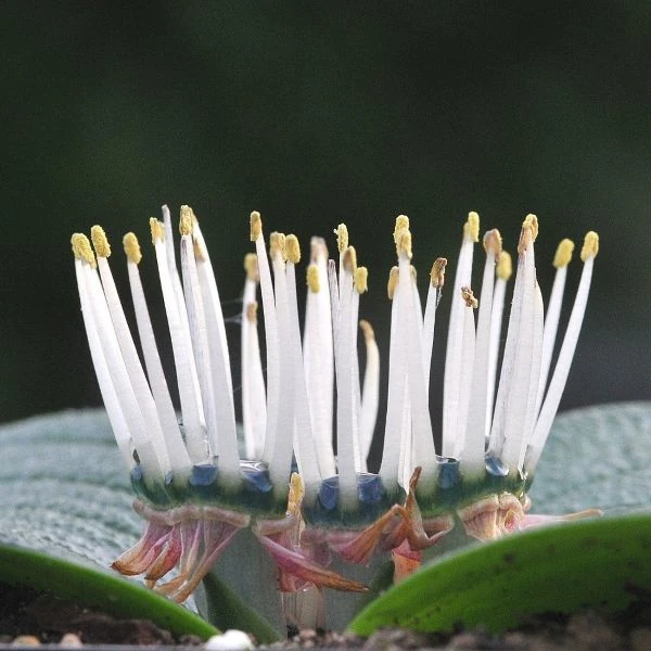 Изображение Массония пузырчатая  - Massonia pustulata 