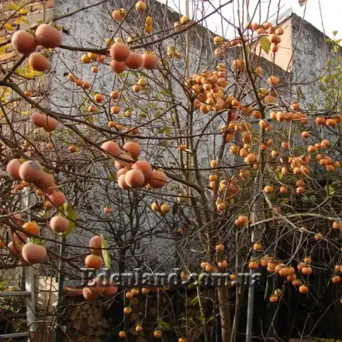 Зображення Хурма Росіянка - Diospyros