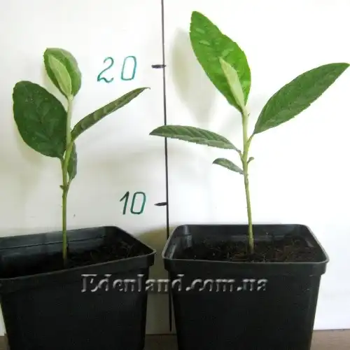 Изображение молодые саженцы