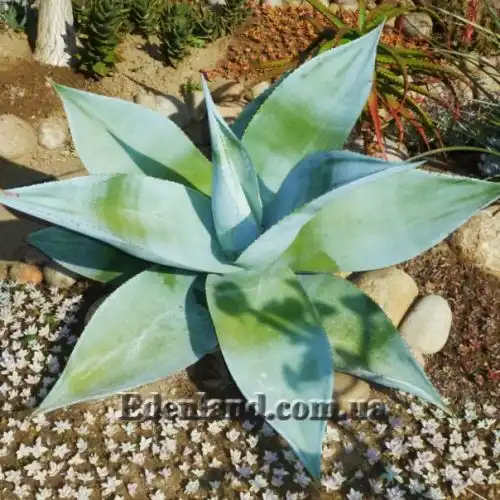 Изображение Агава Гуиенгола - Agave guiengola