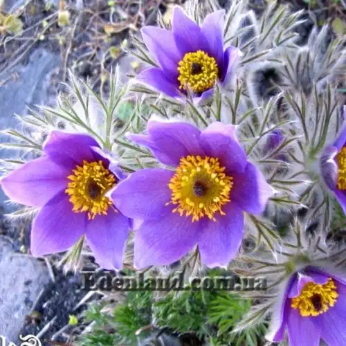 Зображення Пульсатилла звичайна - Pulsatilla vulgaris