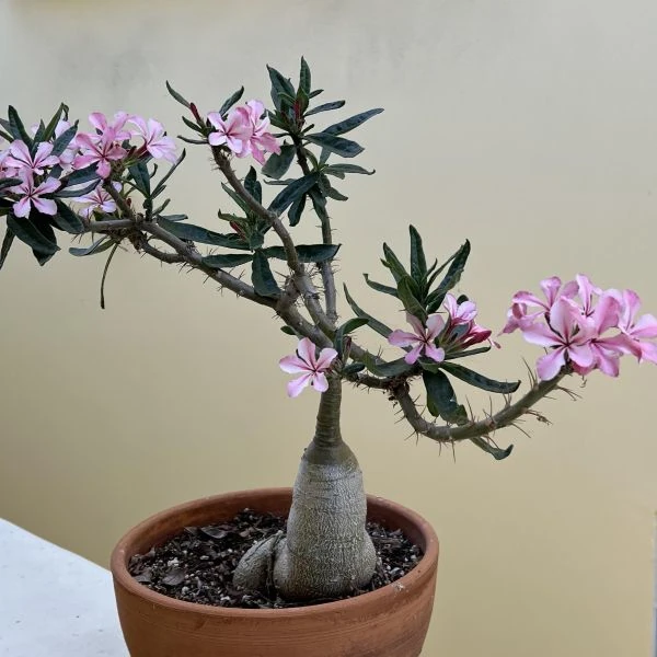 Пахіподіум сукулентний  - Pachypodium succulentum 