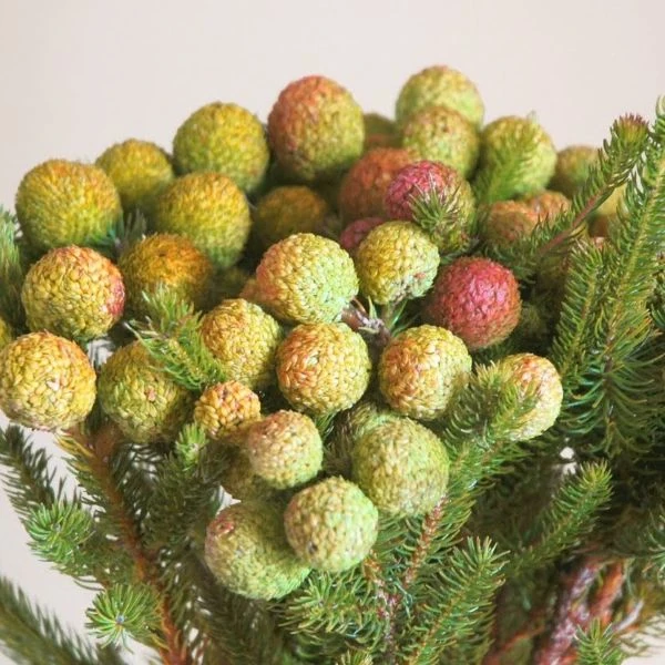 Изображение Берцелия Галпина - Berzelia galpinii