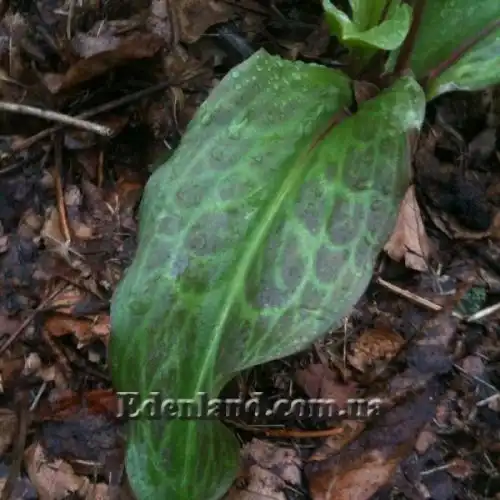 Зображення Еритроніум загорнутий Пагода - Erythronium revolutum Pagoda