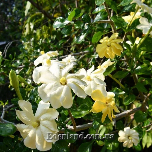 Изображение Гардения Волкенса  - Gardenia volkensii