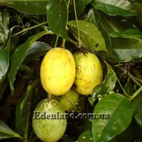 Изображение Пассифлора Попено - Passiflora popenovii