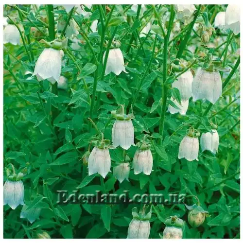 Изображение Кодонопсис клематисовидный - Codonopsis clematidea