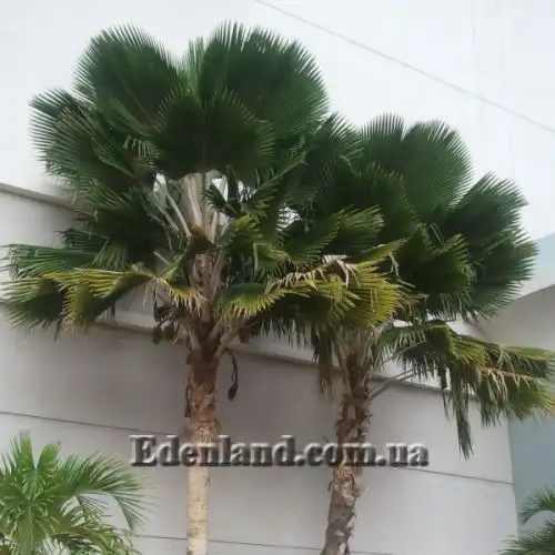 Изображение Притчардия тихоокеанская - Pritchardia pacifica