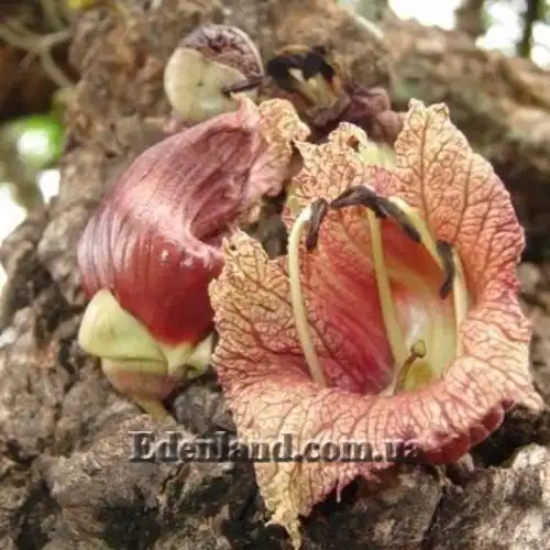 Зображення Кресцентія крилата - Crescentia alata