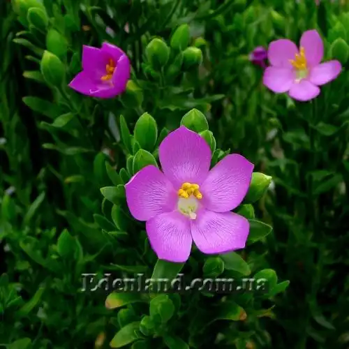 Изображение цветы