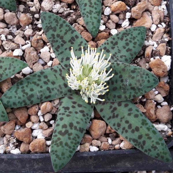 Изображение цветущее растение