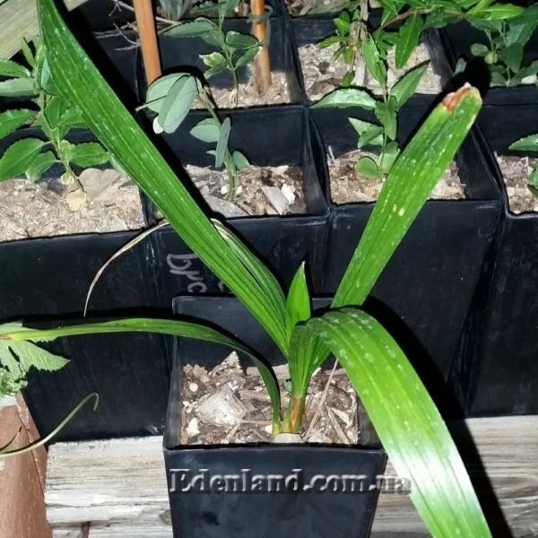 Изображение молодой зеленый сеянец