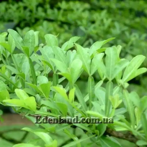 Зображення Кресцентія крилата - Crescentia alata