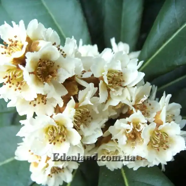 Изображение цветы