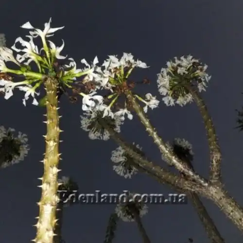 Изображение Пахиподиум Рутенберга - Pachypodium rutenbergianum 