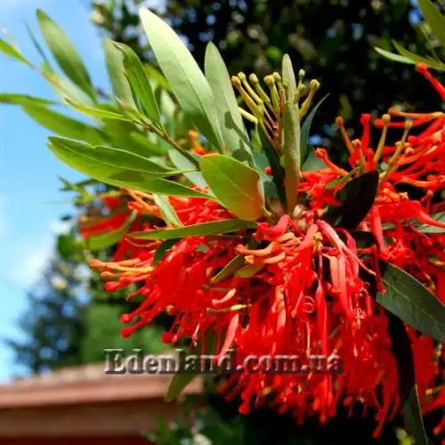 Изображение цветущая ветвь