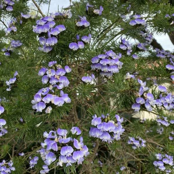 Зображення Псоралея деревовидна - Psoralea arborea