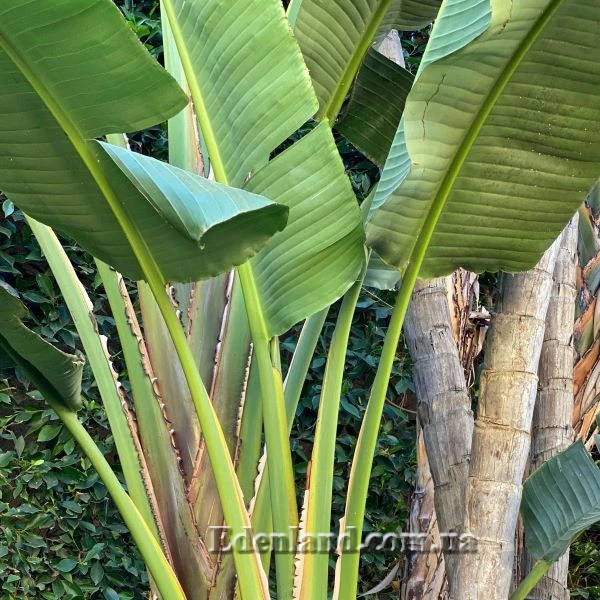 Изображение Стрелиция Николая  - Strelitzia nicolai 