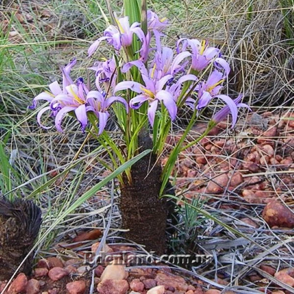 Зображення Ксерофіта сітчастожильчаста - Xerophyta retinervis