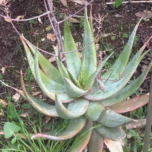 Зображення Алое Чабаудії - Aloe chabaudii