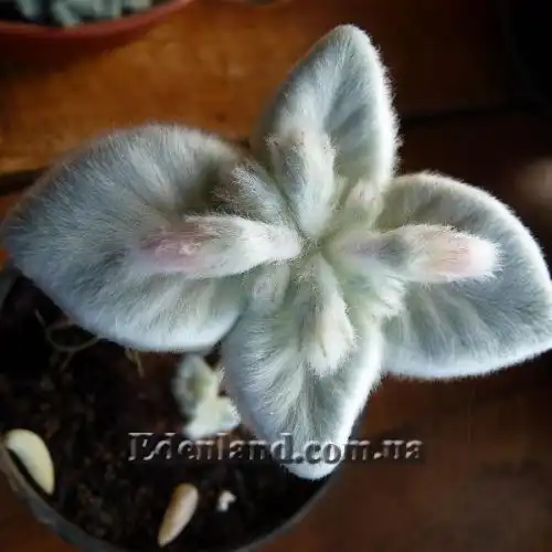 Зображення Синінгія Біловолоса - Sinningia leucotricha