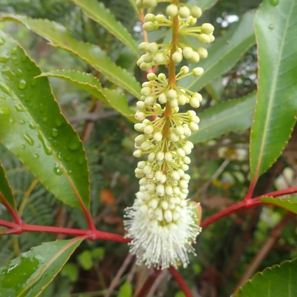 Изображение Кунония капская  - Cunonia capensis 