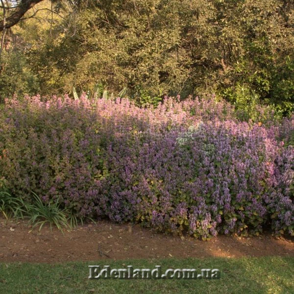 Изображение цветение в природе