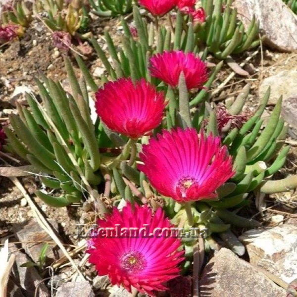 Изображение Цефалофиллум Альстона  - Cephalophyllum alstonii