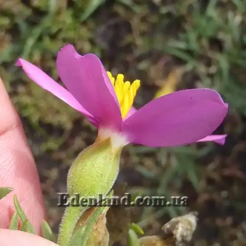 Изображение цветок