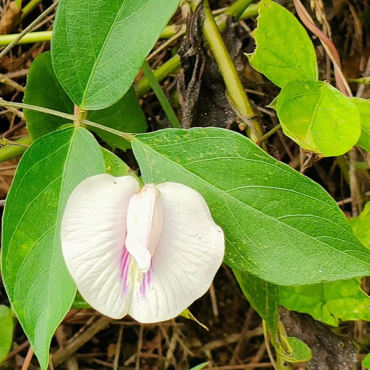 Изображение Центросема опушенная  - Centrosema pubescens