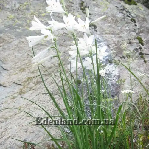 Изображение Парадизея лилейная - Paradisea liliastrum