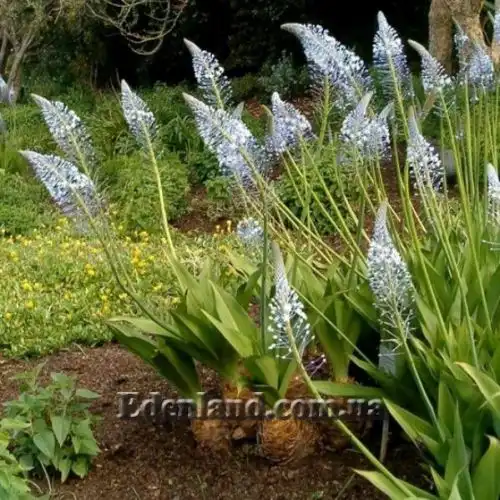 Зображення Мервілла свинцева - Merwilla plumbea