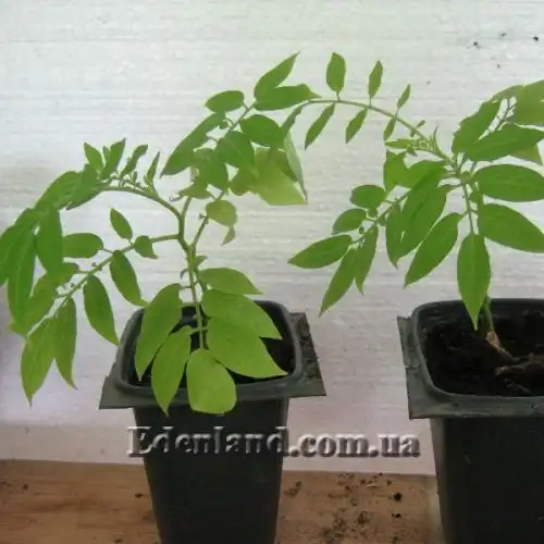 Изображение саженцы в продаже