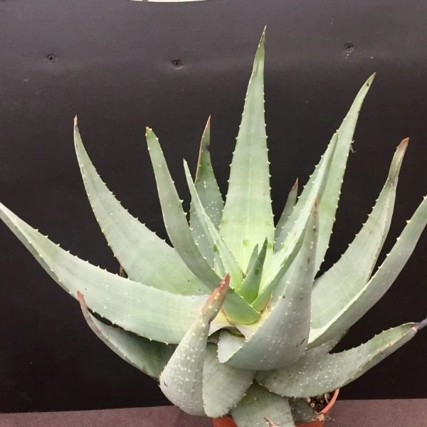 Зображення Алое Чабаудії - Aloe chabaudii