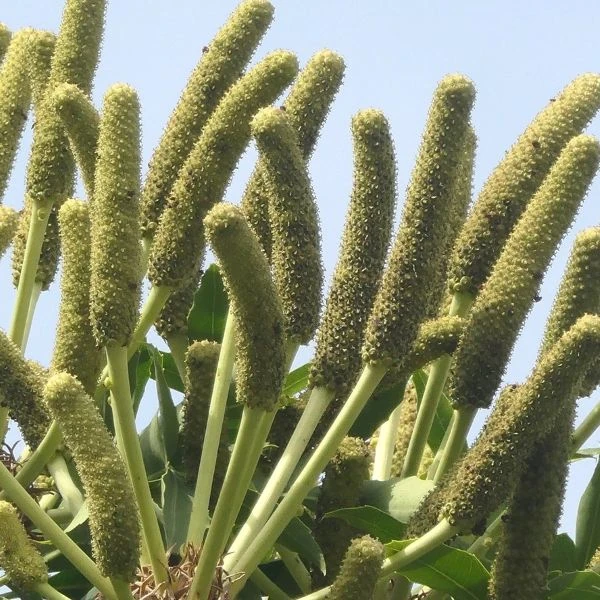 Зображення Куссонія колосовидна - Cussonia spicata 