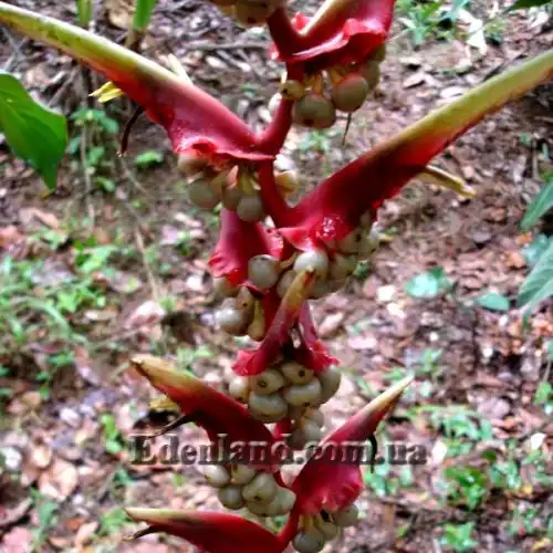 Изображение плоды