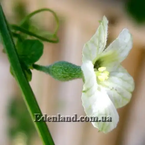 Изображение цветок и завязь