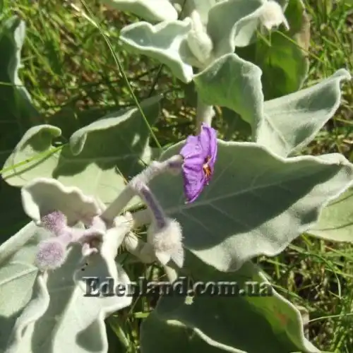 Изображение Паслен шерстистолистный - Solanum lasiophyllum 