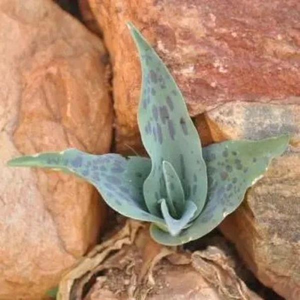 Изображение Ледебурия шершаволистная  - Ledebouria asperifolia