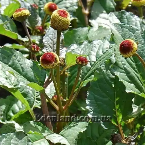 Зображення Спілантес городній - Spilanthes oleracea