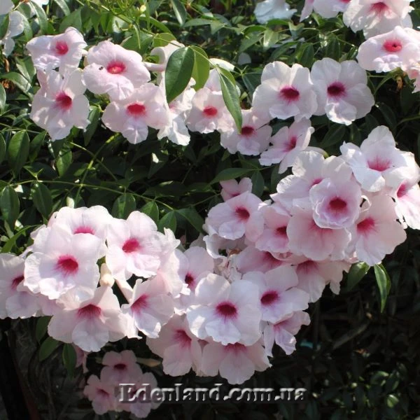 Изображение Пандорея жасминовидная - Pandorea jasminoides