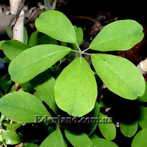 Зображення лист