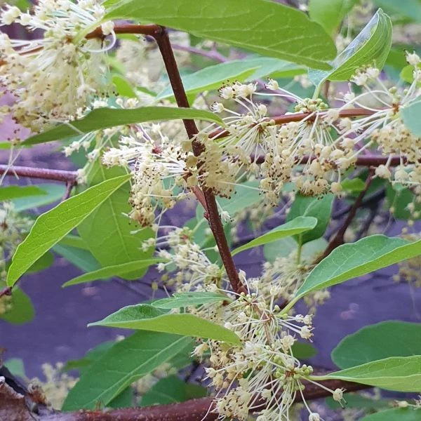 Зображення Флюгея отруйна - Flueggea virosa 