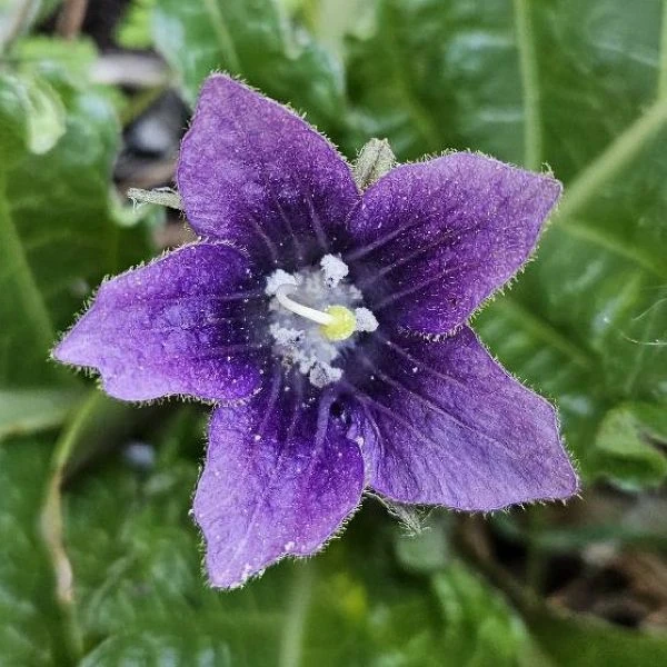 Изображение Мандрагора осенняя - Mandragora autumnalis 