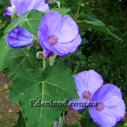 Изображение Абутилон виноградолистный (голубой) - Abutilon vitifolium