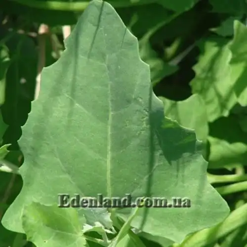 Изображение Блитум головчатый - Blitum capitatum